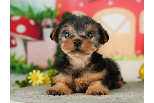 成約済の千葉県のヨークシャーテリア-287080の10枚目