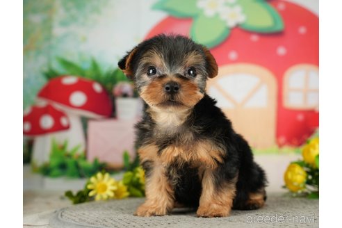 成約済の千葉県のヨークシャーテリア-287080の4枚目