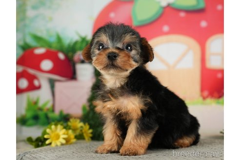 成約済の千葉県のヨークシャーテリア-287080の5枚目