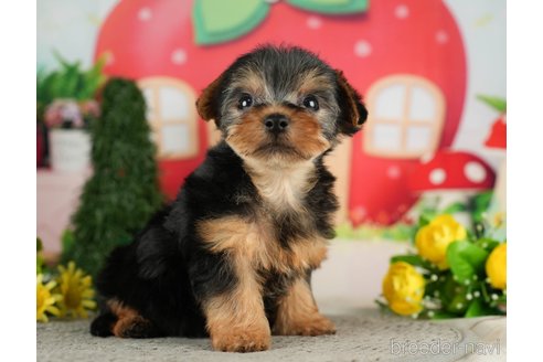 成約済の千葉県のヨークシャーテリア-287080の6枚目