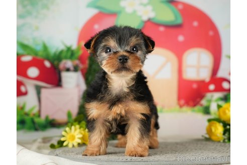 成約済の千葉県のヨークシャーテリア-287080の2枚目