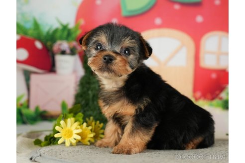 成約済の千葉県のヨークシャーテリア-287080の3枚目