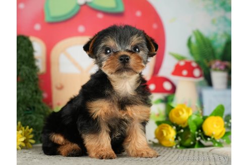 成約済の千葉県のヨークシャーテリア-287080の1枚目