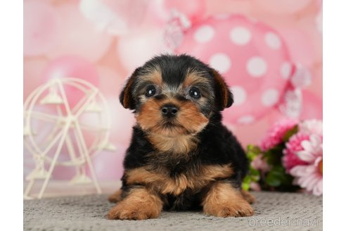 成約済の千葉県のヨークシャーテリア-287081の6枚目