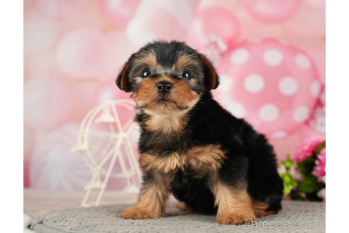 成約済の千葉県のヨークシャーテリア-287081の7枚目