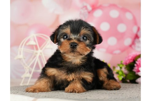 成約済の千葉県のヨークシャーテリア-287081の1枚目