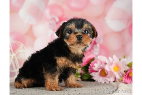 成約済の千葉県のヨークシャーテリア-287081の8枚目