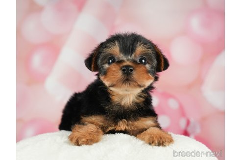 成約済の千葉県のヨークシャーテリア-287081の9枚目