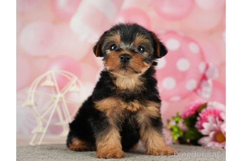 成約済の千葉県のヨークシャーテリア-287081の5枚目