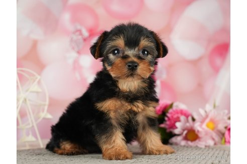 成約済の千葉県のヨークシャーテリア-287081の2枚目