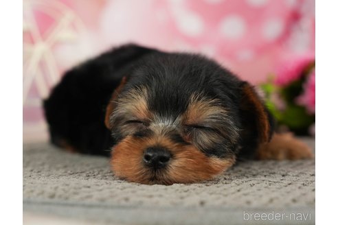 成約済の千葉県のヨークシャーテリア-287081の3枚目