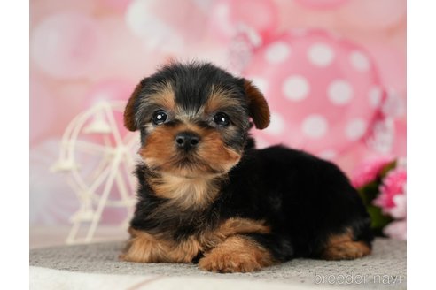 成約済の千葉県のヨークシャーテリア-287081の4枚目