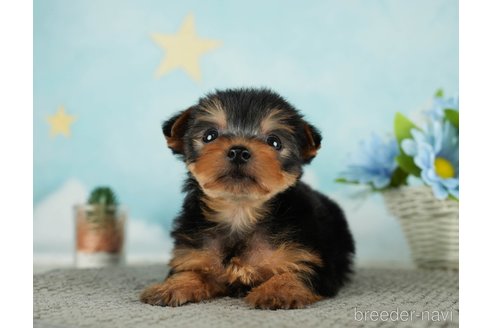 成約済の千葉県のヨークシャーテリア-287082の6枚目