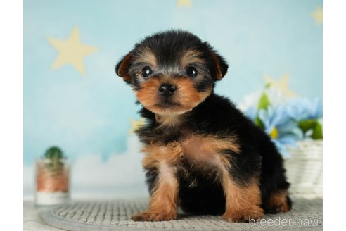 成約済の千葉県のヨークシャーテリア-287082の7枚目