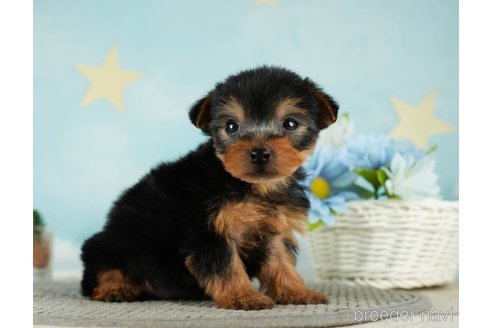 成約済の千葉県のヨークシャーテリア-287082の8枚目