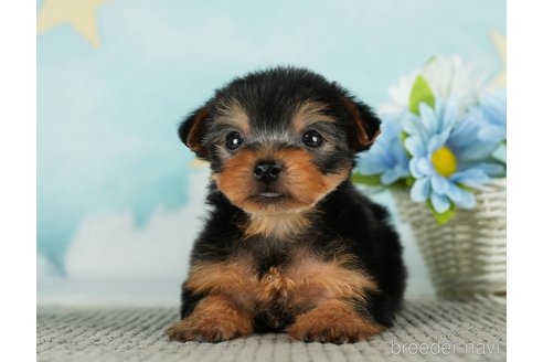 成約済の千葉県のヨークシャーテリア-287082の9枚目