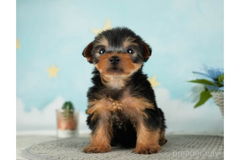 成約済の千葉県のヨークシャーテリア-287082の10枚目