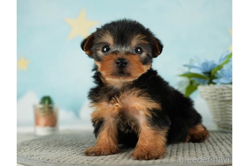 成約済の千葉県のヨークシャーテリア-287082の4枚目
