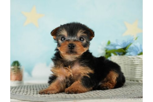 成約済の千葉県のヨークシャーテリア-287082の5枚目