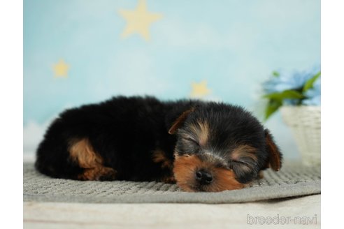 成約済の千葉県のヨークシャーテリア-287082の3枚目