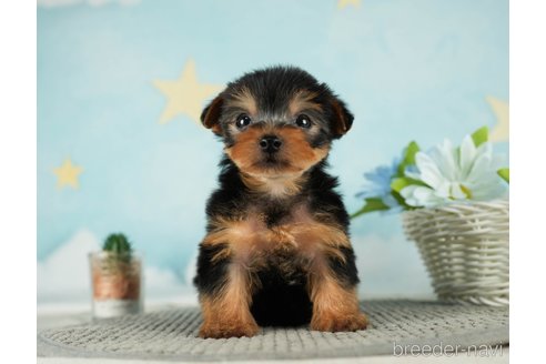 成約済の千葉県のヨークシャーテリア-287082の1枚目