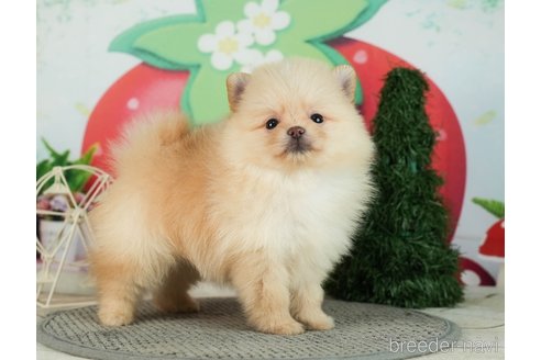 成約済の千葉県のポメラニアン-287083の9枚目