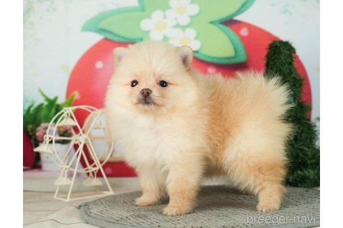 成約済の千葉県のポメラニアン-287083の10枚目