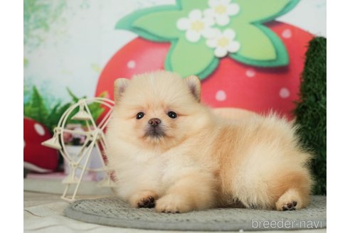 成約済の千葉県のポメラニアン-287083の4枚目