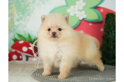 成約済の千葉県のポメラニアン-287083の5枚目