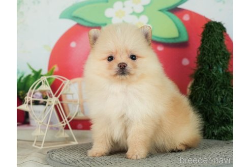 成約済の千葉県のポメラニアン-287083の6枚目