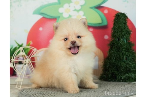 成約済の千葉県のポメラニアン-287083の7枚目