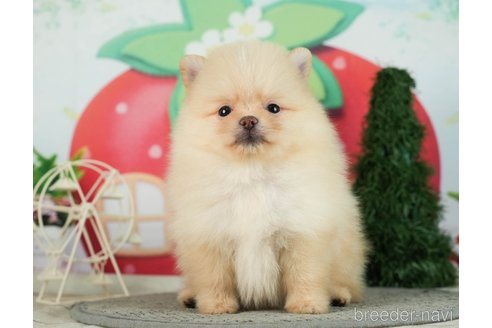 成約済の千葉県のポメラニアン-287083の8枚目