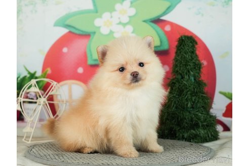 成約済の千葉県のポメラニアン-287083の2枚目