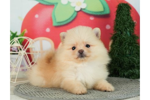 成約済の千葉県のポメラニアン-287083の1枚目