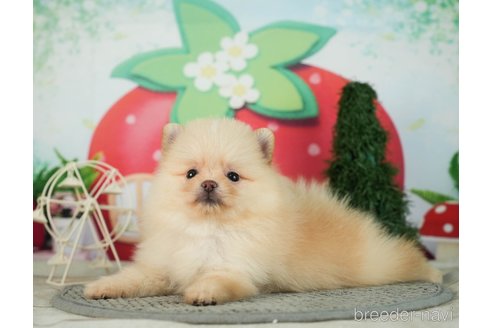 成約済の千葉県のポメラニアン-287083の3枚目