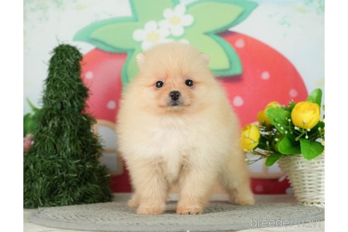 成約済の千葉県のポメラニアン-287084の6枚目