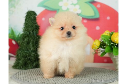 成約済の千葉県のポメラニアン-287084の7枚目