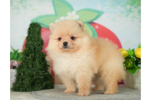 成約済の千葉県のポメラニアン-287084の8枚目