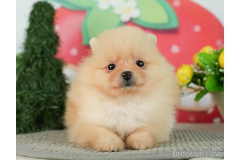 成約済の千葉県のポメラニアン-287084の1枚目