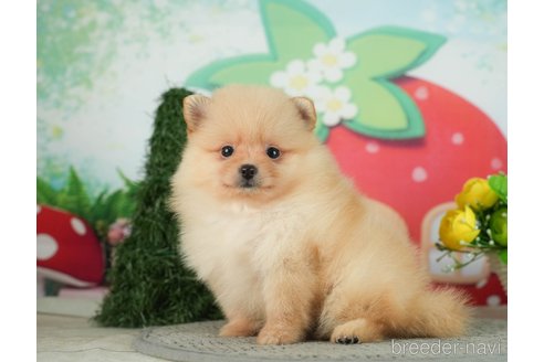 成約済の千葉県のポメラニアン-287084の5枚目