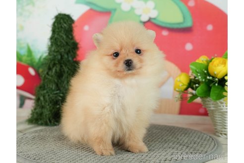 成約済の千葉県のポメラニアン-287084の4枚目