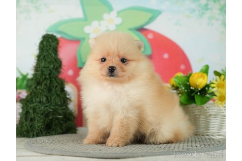 成約済の千葉県のポメラニアン-287084の2枚目