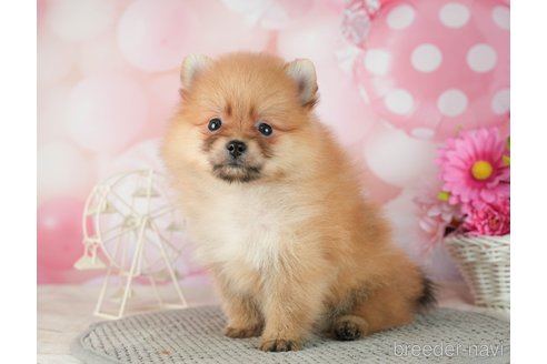 成約済の千葉県のポメラニアン-287085の10枚目