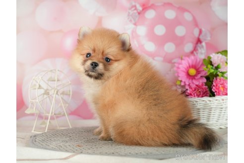 成約済の千葉県のポメラニアン-287085の6枚目