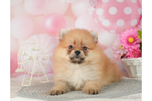 成約済の千葉県のポメラニアン-287085の7枚目