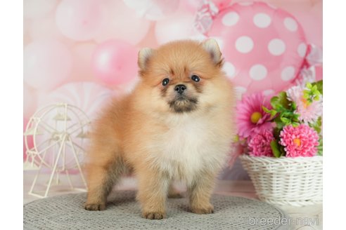 成約済の千葉県のポメラニアン-287085の9枚目