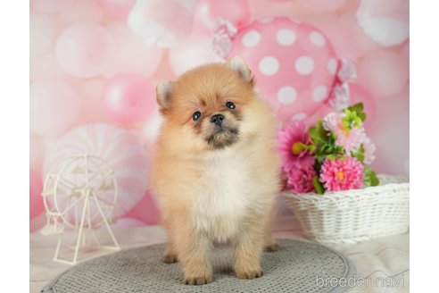 成約済の千葉県のポメラニアン-287085の4枚目