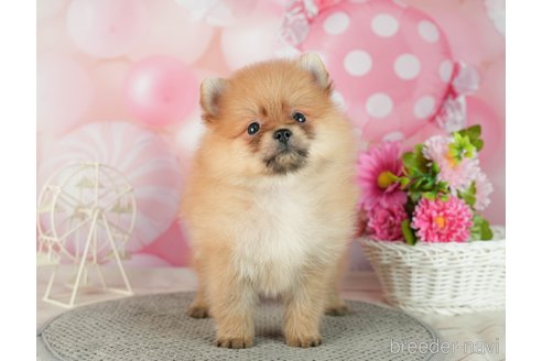 成約済の千葉県のポメラニアン-287085の5枚目