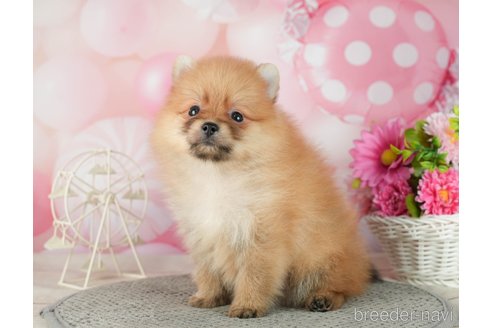 成約済の千葉県のポメラニアン-287085