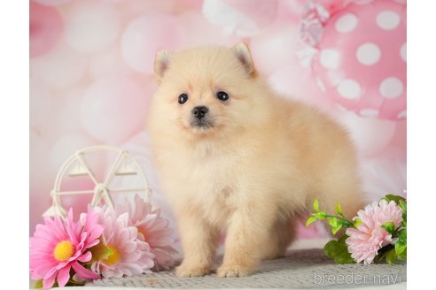 成約済の千葉県のポメラニアン-287086の10枚目